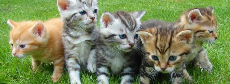 Tips on how to make a dog and cat become friends