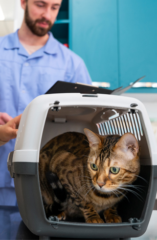 Chat trouvé, l'emmener chez le vétérinaire - Les Bitcher Katz
