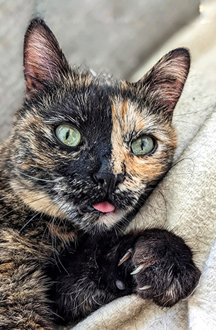 Les BitcherKatz Adoption