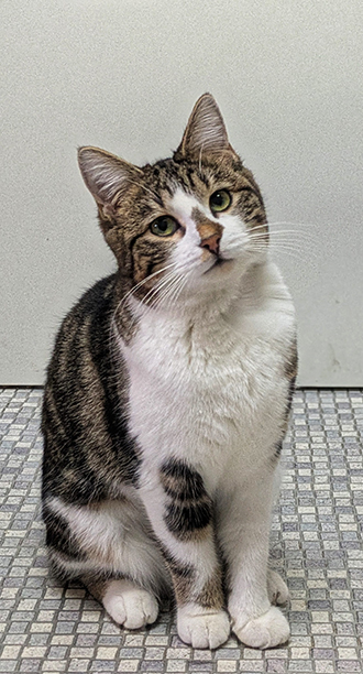 Les BitcherKatz Adoption