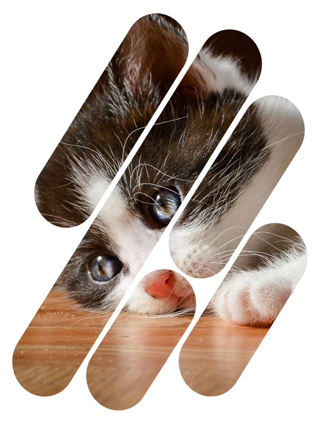 LesBitcher'Katz Slider adoption