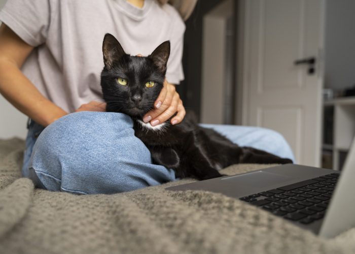 Les Bitcher Katz famile d'accueil